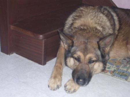 ma chienne