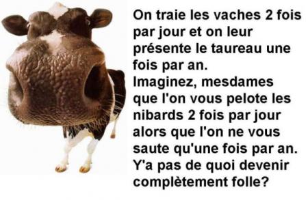la vache