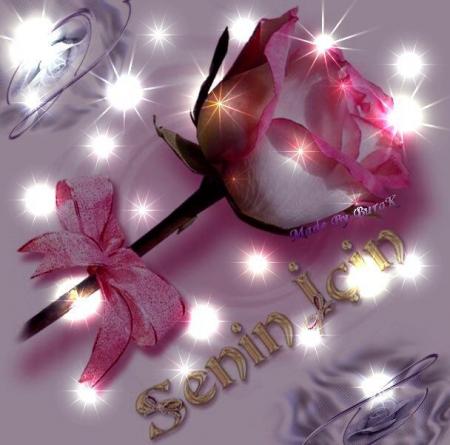 tro belle la rose