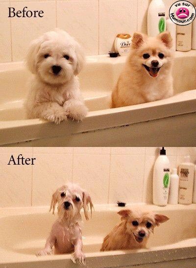 a les geules des chiens
