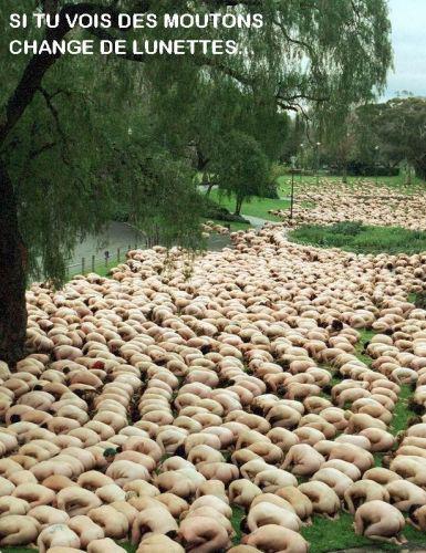 mdr les moutons ptdr
